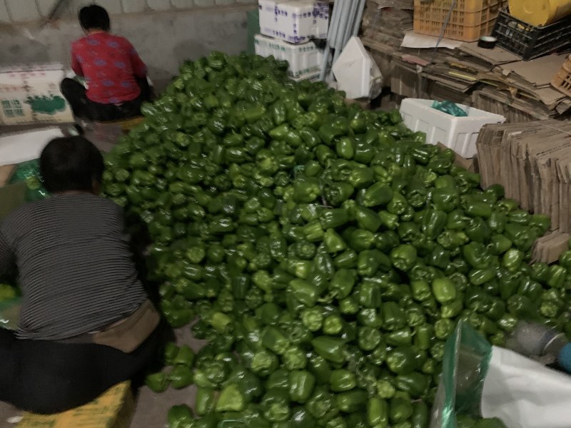 圆椒大量上市！处理量大价低0.5元适合烘干果蔬