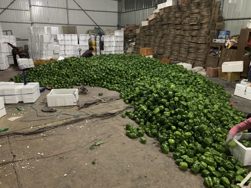 圆椒大量上市！处理量大价低0.5元适合烘干果蔬