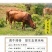 新鲜牛排骨正宗南阳黄牛排骨多肉新鲜速冻清真