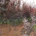 5-16公分紫叶李，苗圃直供，量大可以优惠