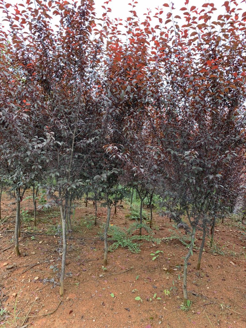 5-16公分紫叶李，苗圃直供，量大可以优惠