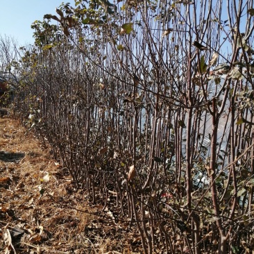 寒富苹果苗2020年秋季苗木预订