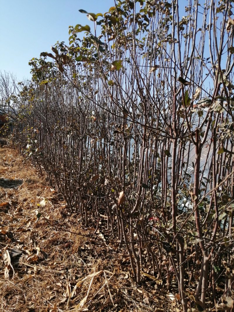 寒富苹果苗2020年秋季苗木预订