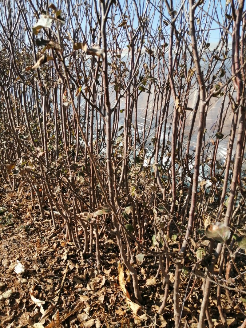寒富苹果苗2020年秋季苗木预订