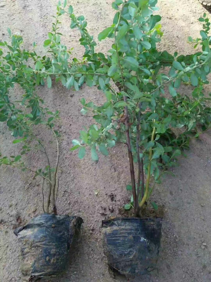 火棘苗盆栽花卉一手货源南北方种植绿化苗木