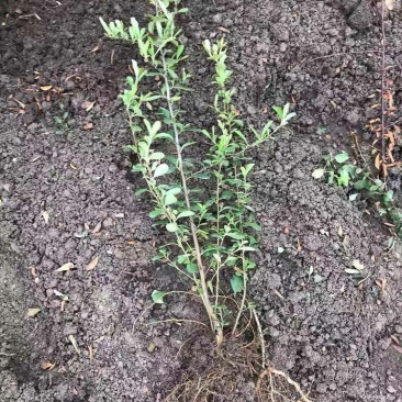 火棘苗盆栽花卉一手货源南北方种植绿化苗木