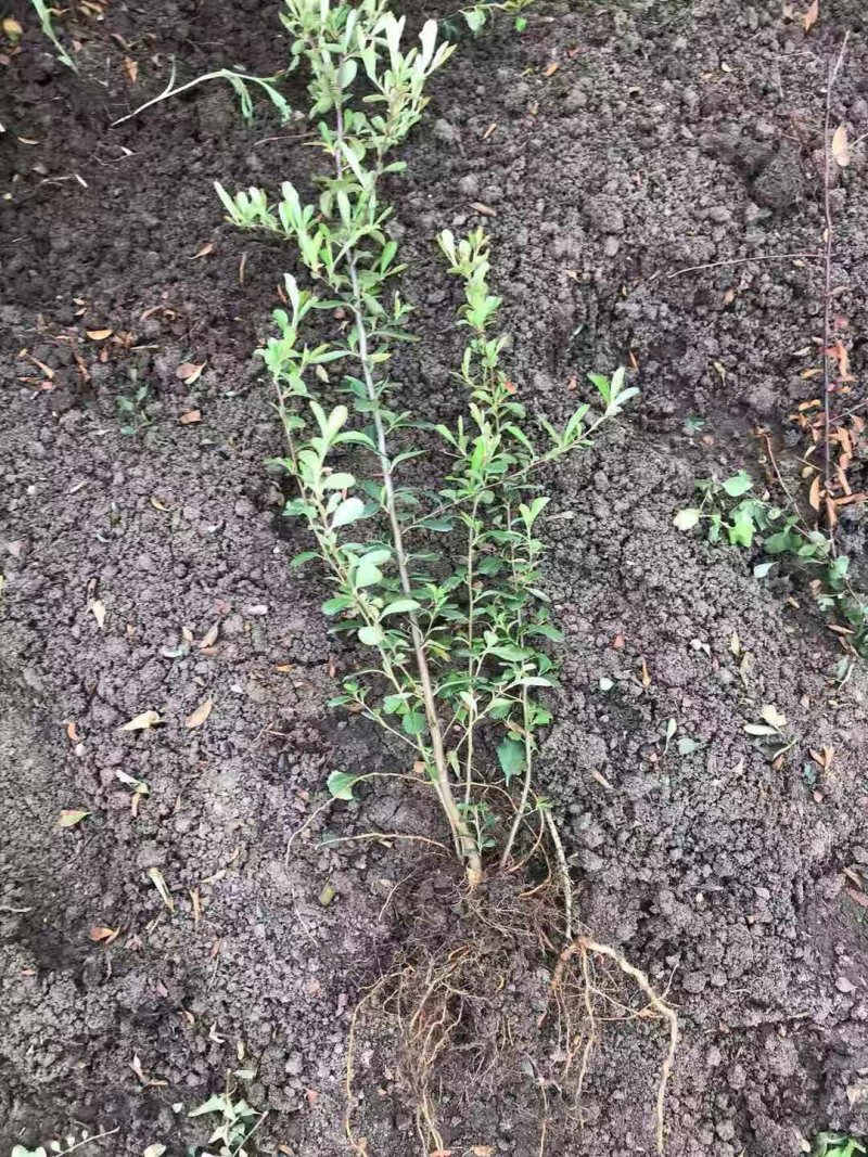 火棘苗盆栽花卉一手货源南北方种植绿化苗木