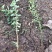 火棘苗盆栽花卉一手货源南北方种植绿化苗木