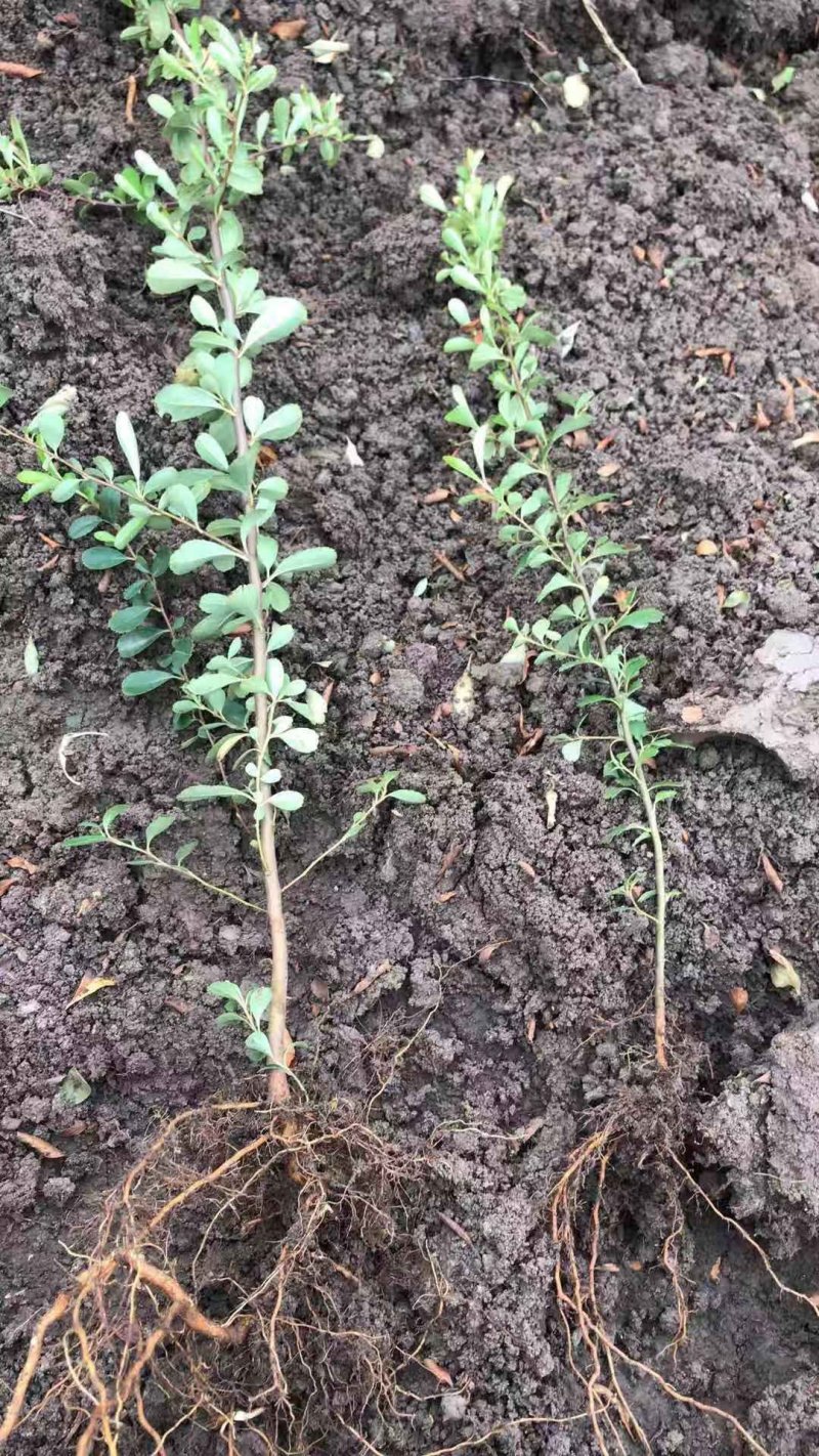 火棘苗盆栽花卉一手货源南北方种植绿化苗木