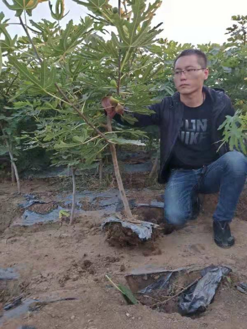 批发无花果苗一年苗波姬红布兰瑞克成活率高