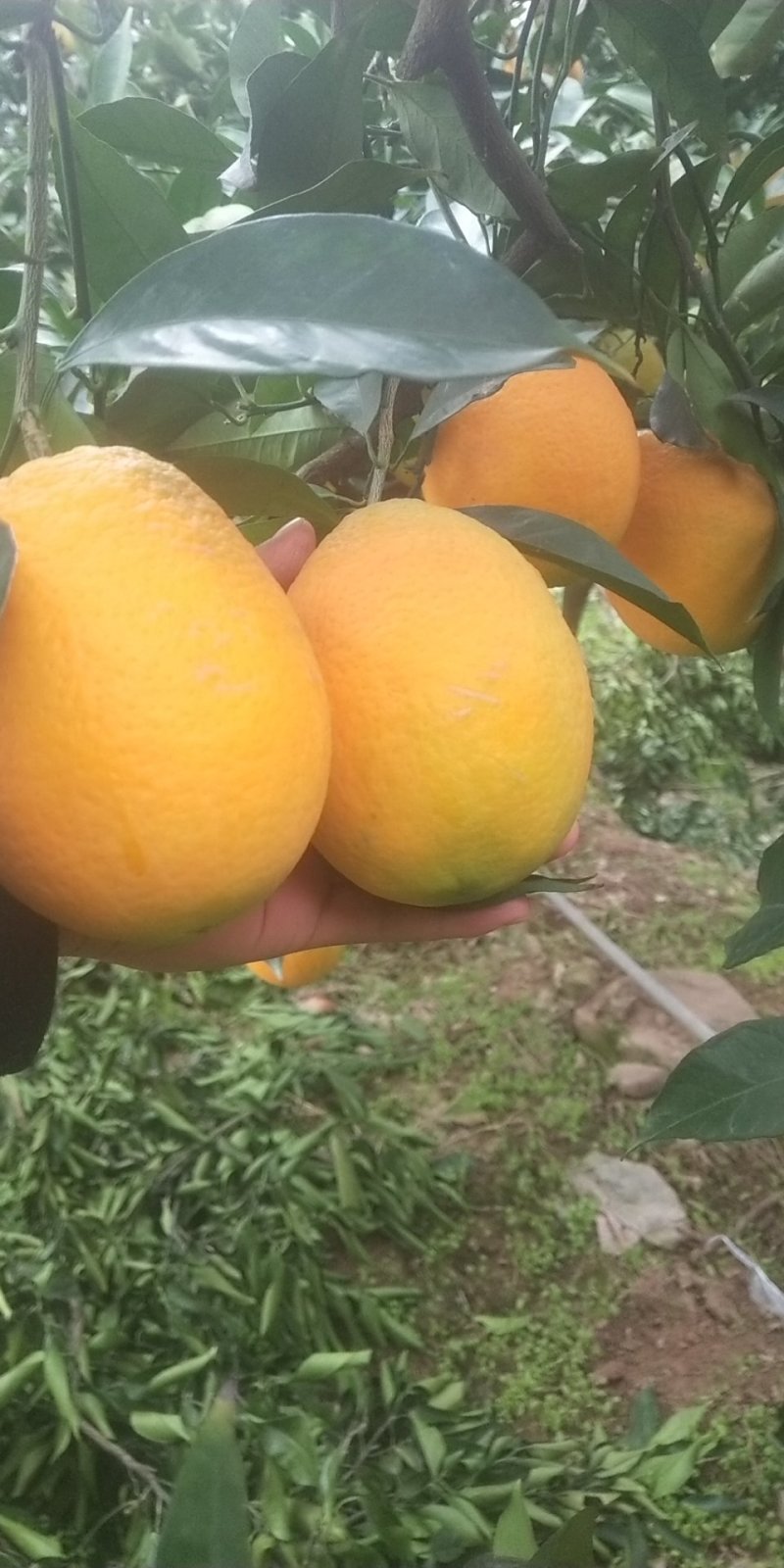 橙子一件发货