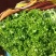 优质叶生菜青叶生菜小叶产地直供