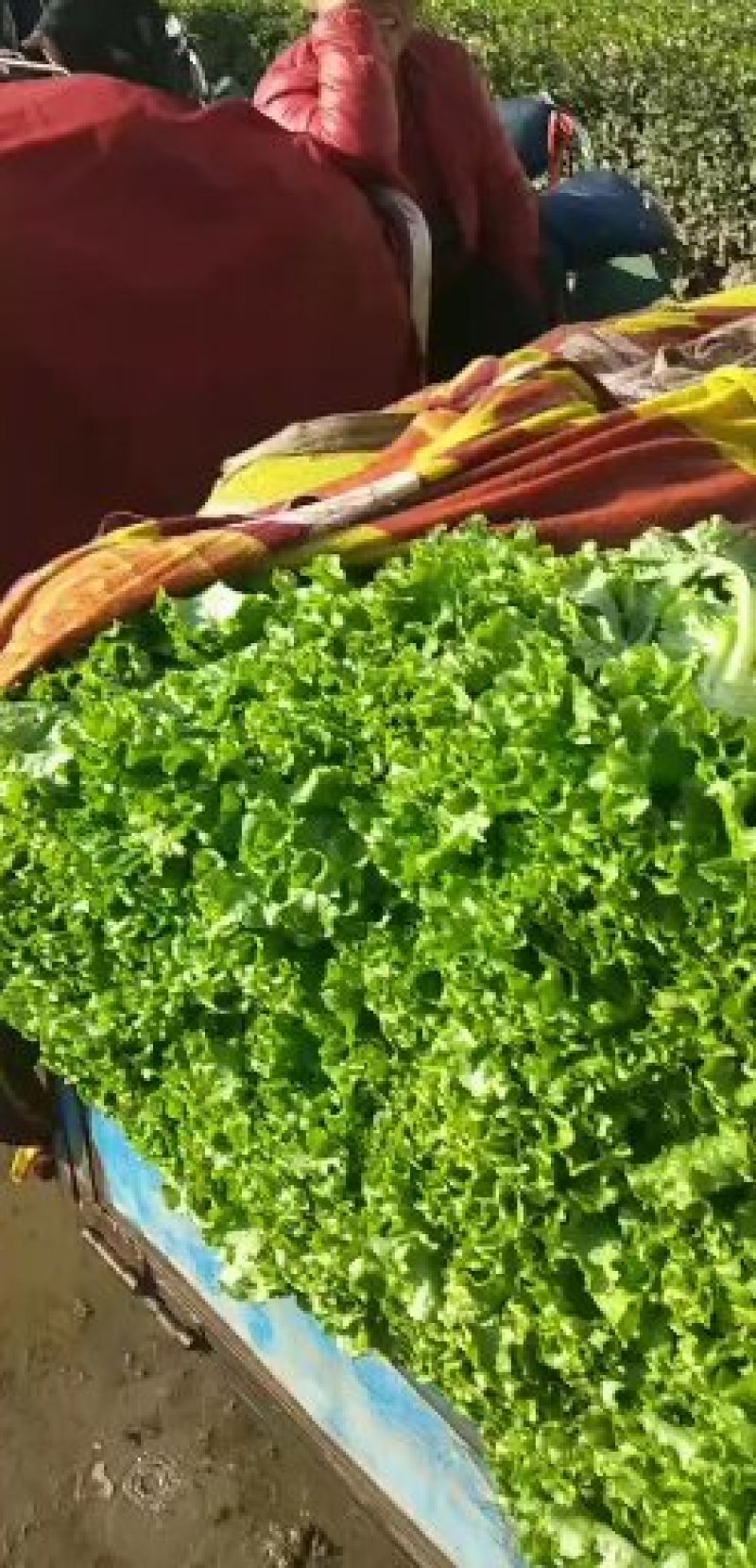 优质叶生菜青叶生菜小叶产地直供