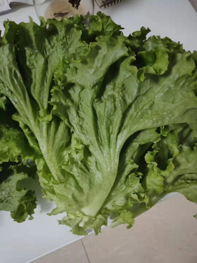 优质叶生菜青叶生菜小叶产地直供