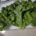 优质叶生菜青叶生菜小叶产地直供