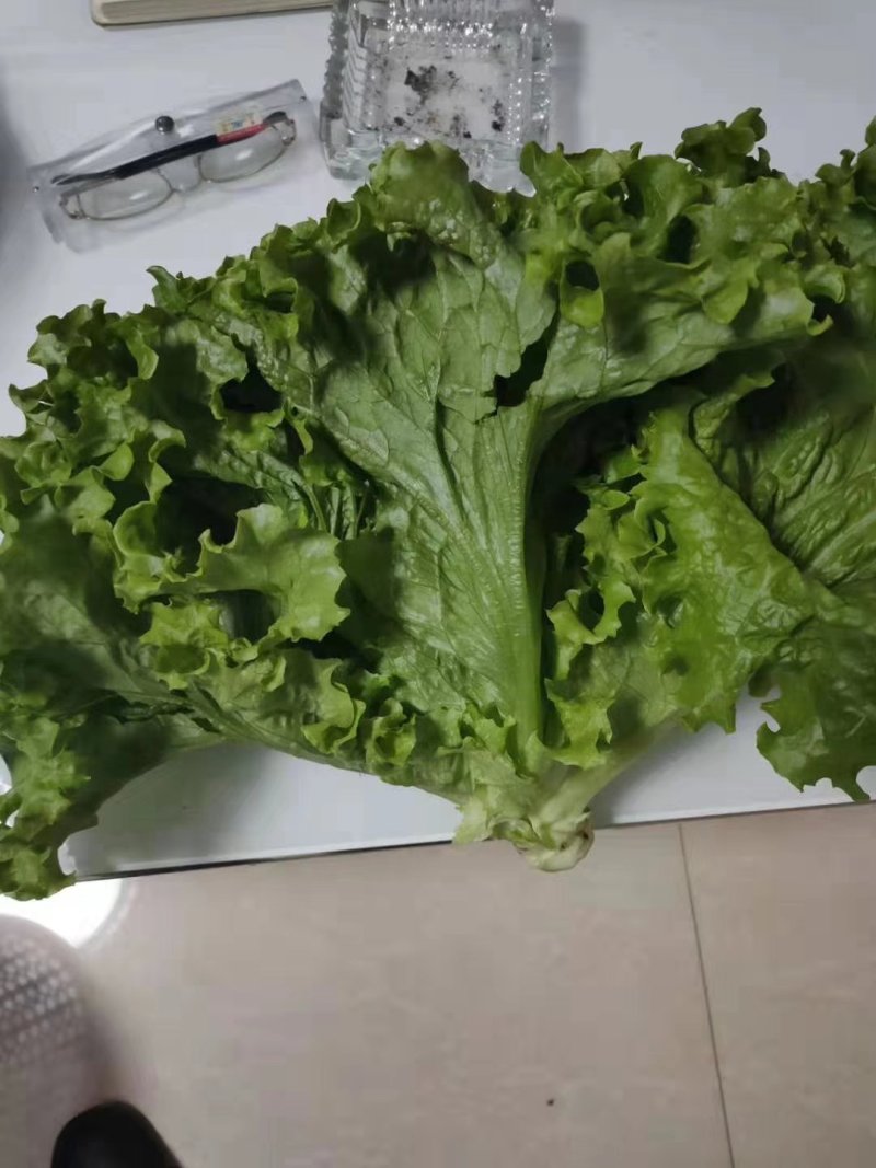 优质叶生菜青叶生菜小叶产地直供