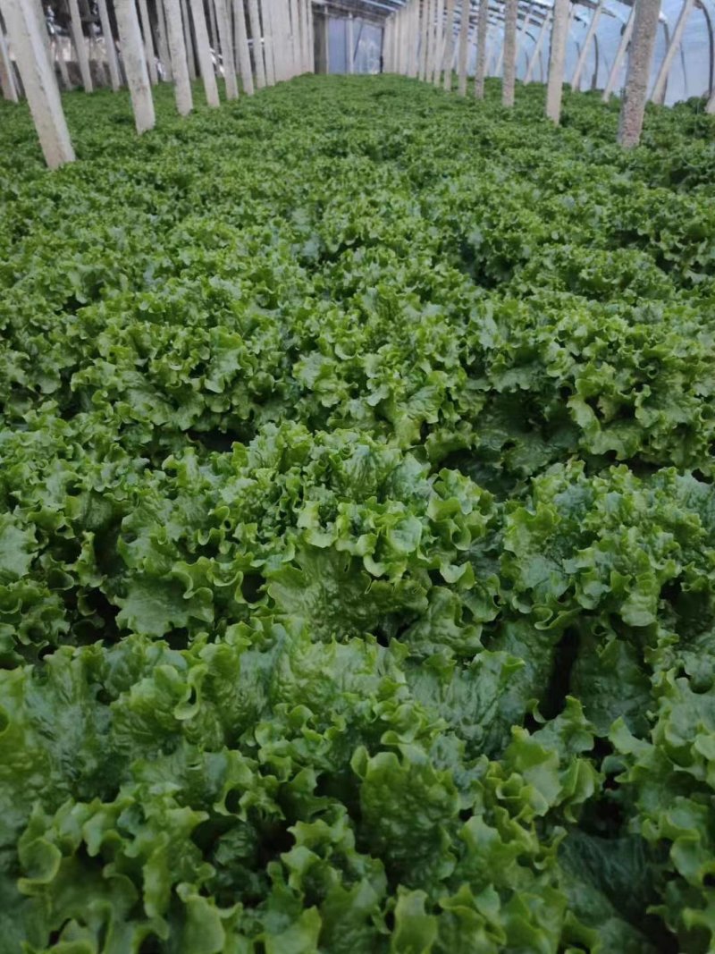 优质叶生菜青叶生菜小叶产地直供