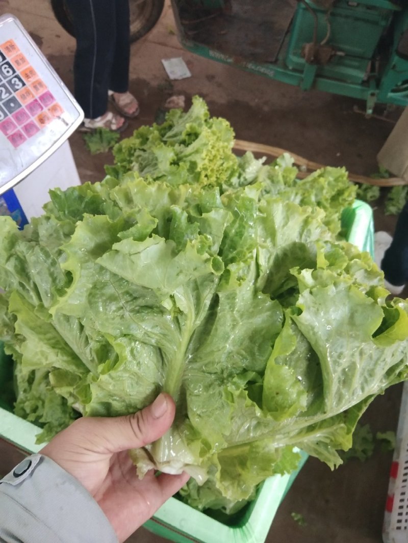优质叶生菜青叶生菜小叶产地直供