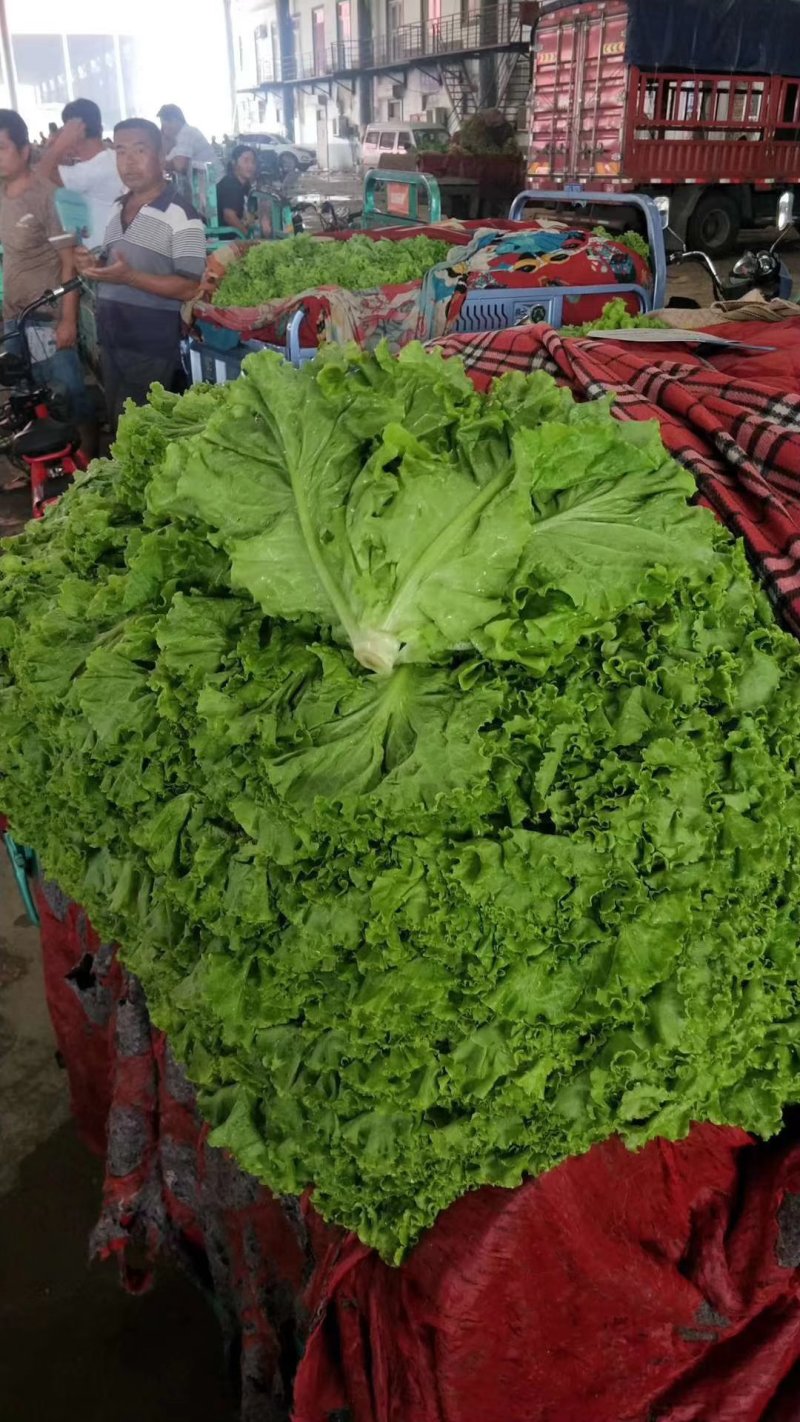 优质叶生菜青叶生菜小叶产地直供