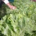 优质叶生菜青叶生菜小叶产地直供