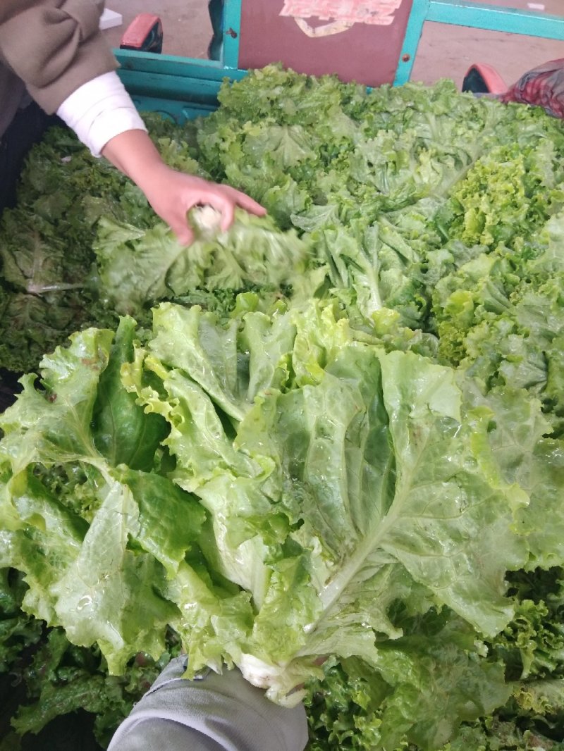 优质叶生菜青叶生菜小叶产地直供