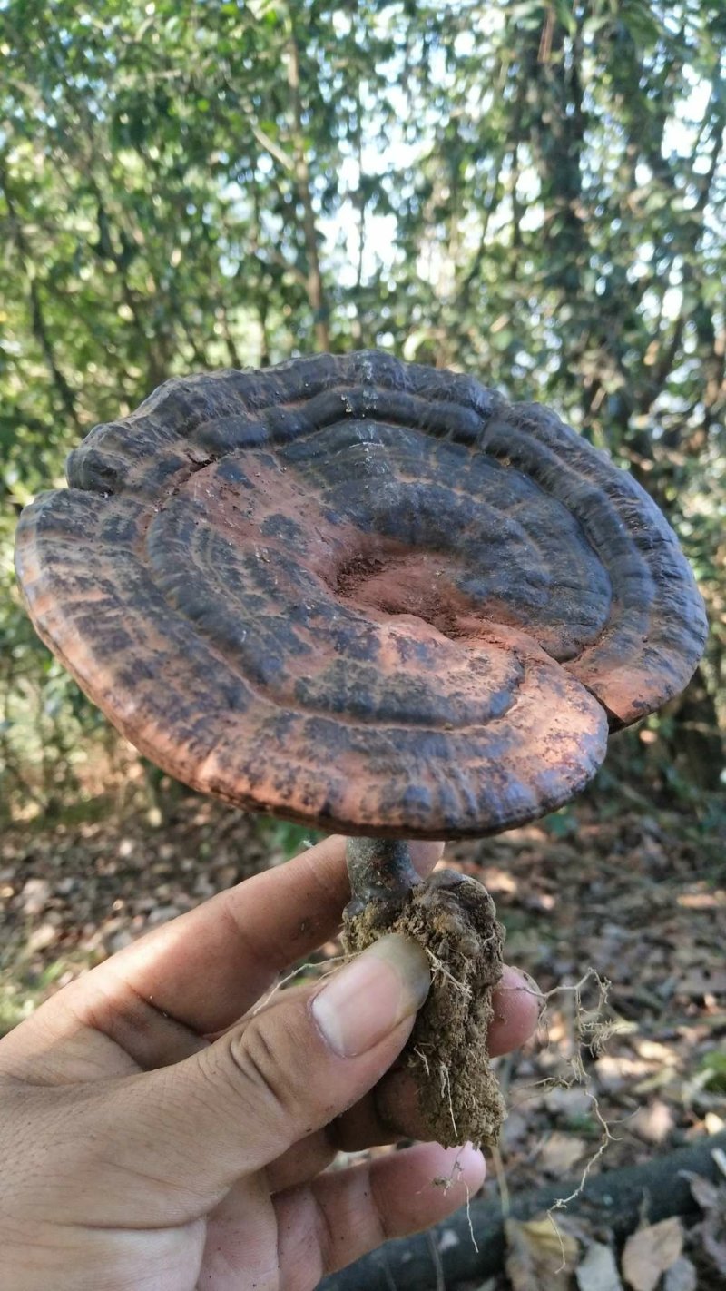 湘西乌龙山，野生灵芝