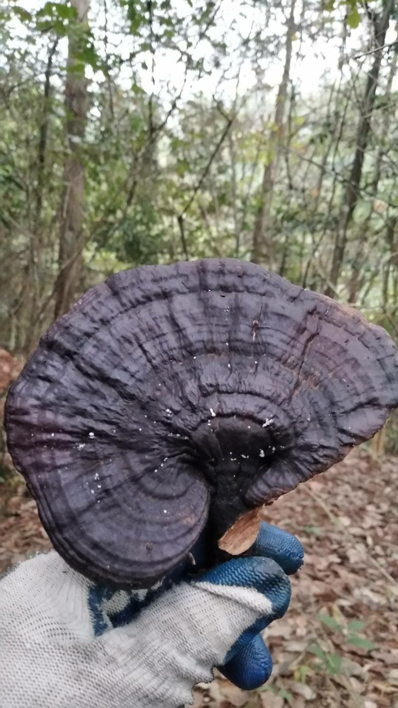 湘西乌龙山，野生灵芝