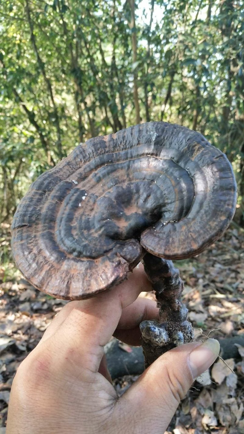 湘西乌龙山，野生灵芝