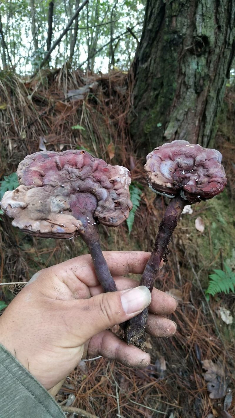 湘西乌龙山，野生灵芝