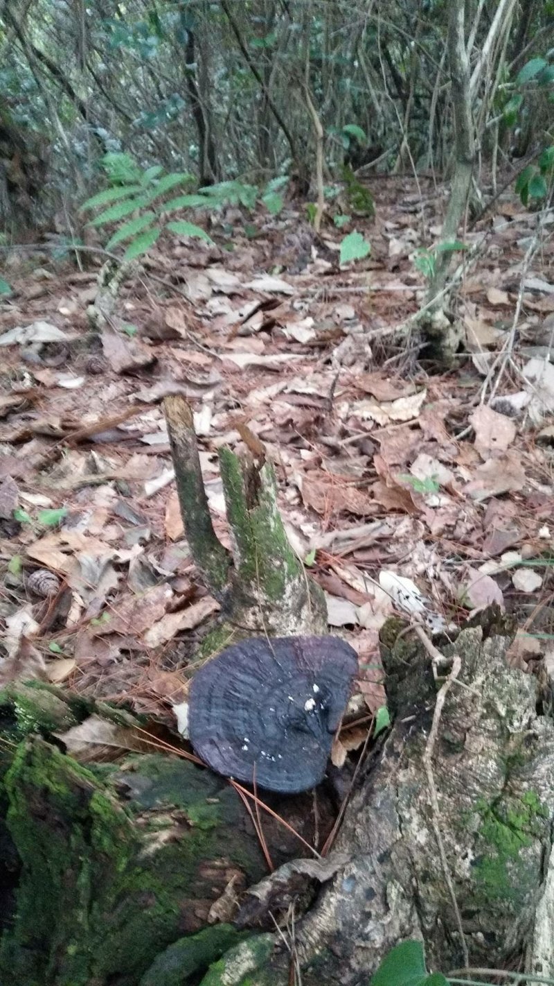 湘西乌龙山，野生灵芝