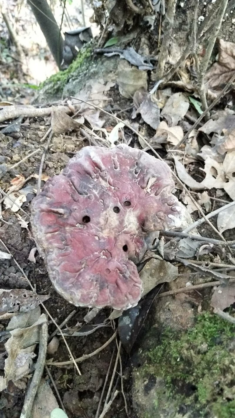 湘西乌龙山，野生灵芝