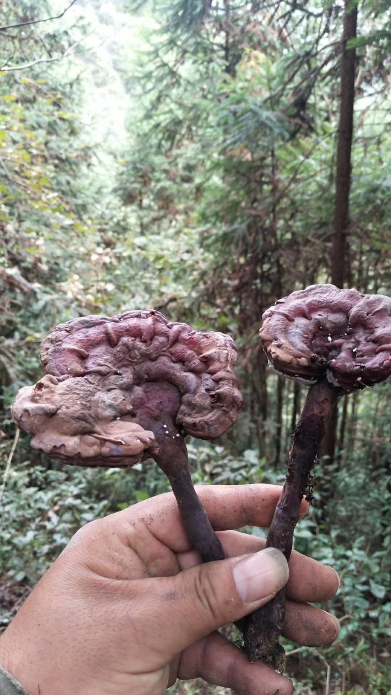湘西乌龙山，野生灵芝