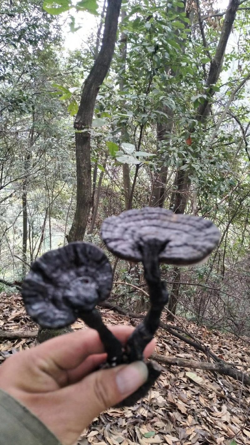 湘西乌龙山，野生灵芝