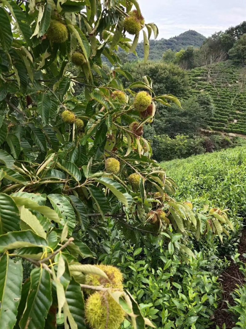 只卖纯手炒制正宗信阳毛尖新茶绿茶耐泡回口高香雨前叶茶