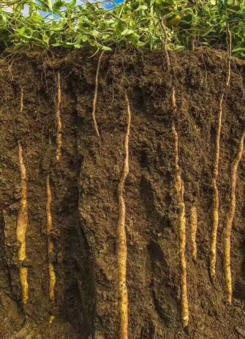【爆款】温县铁棍山药自家种植纯种铁棍山药保质保量