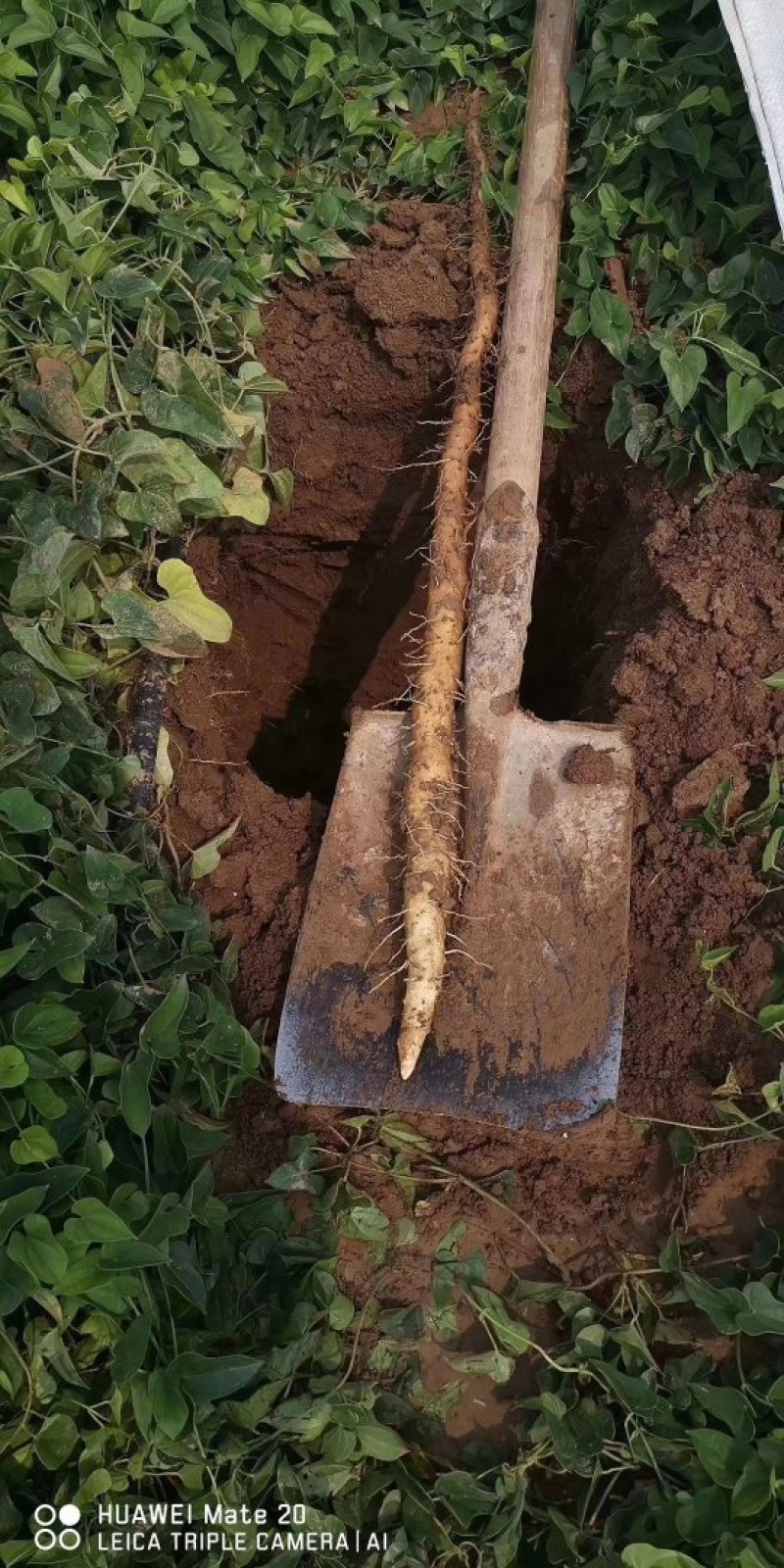 【爆款】温县铁棍山药自家种植纯种铁棍山药保质保量