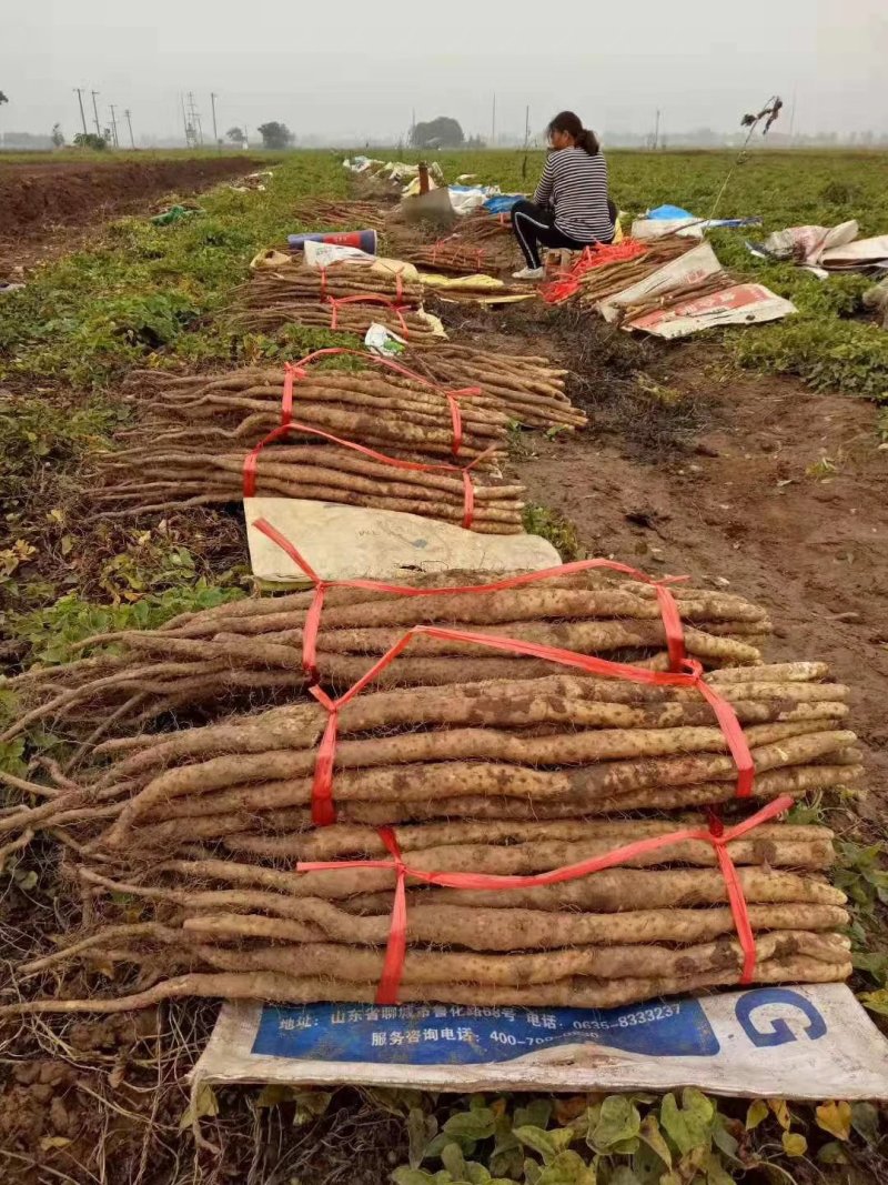 【爆款】温县铁棍山药自家种植纯种铁棍山药保质保量