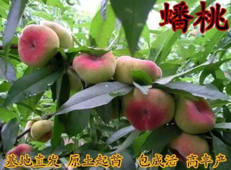 油桃苗中油四号桃树苗中油11号16号蟠桃树苗