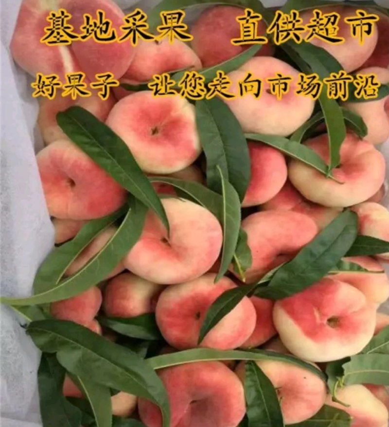 油桃苗中油四号桃树苗中油11号16号蟠桃树苗