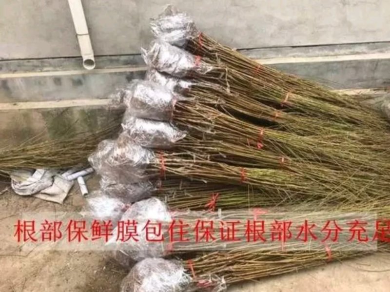 油桃苗中油四号桃树苗中油11号16号蟠桃树苗