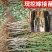 油桃苗中油四号桃树苗中油11号16号蟠桃树苗