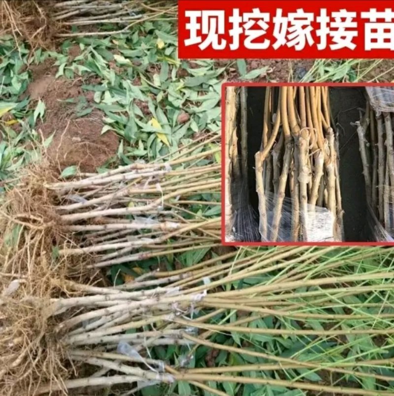油桃苗中油四号桃树苗中油11号16号蟠桃树苗