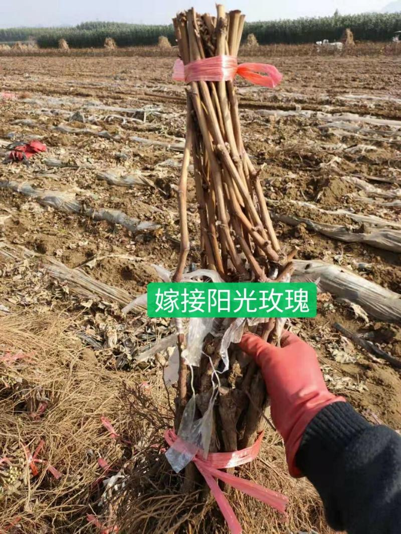 热卖阳光玫瑰葡萄苗，30~50cm嫁接苗，现挖现发全国供应