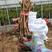 热卖阳光玫瑰葡萄苗，30~50cm嫁接苗，现挖现发全国供应