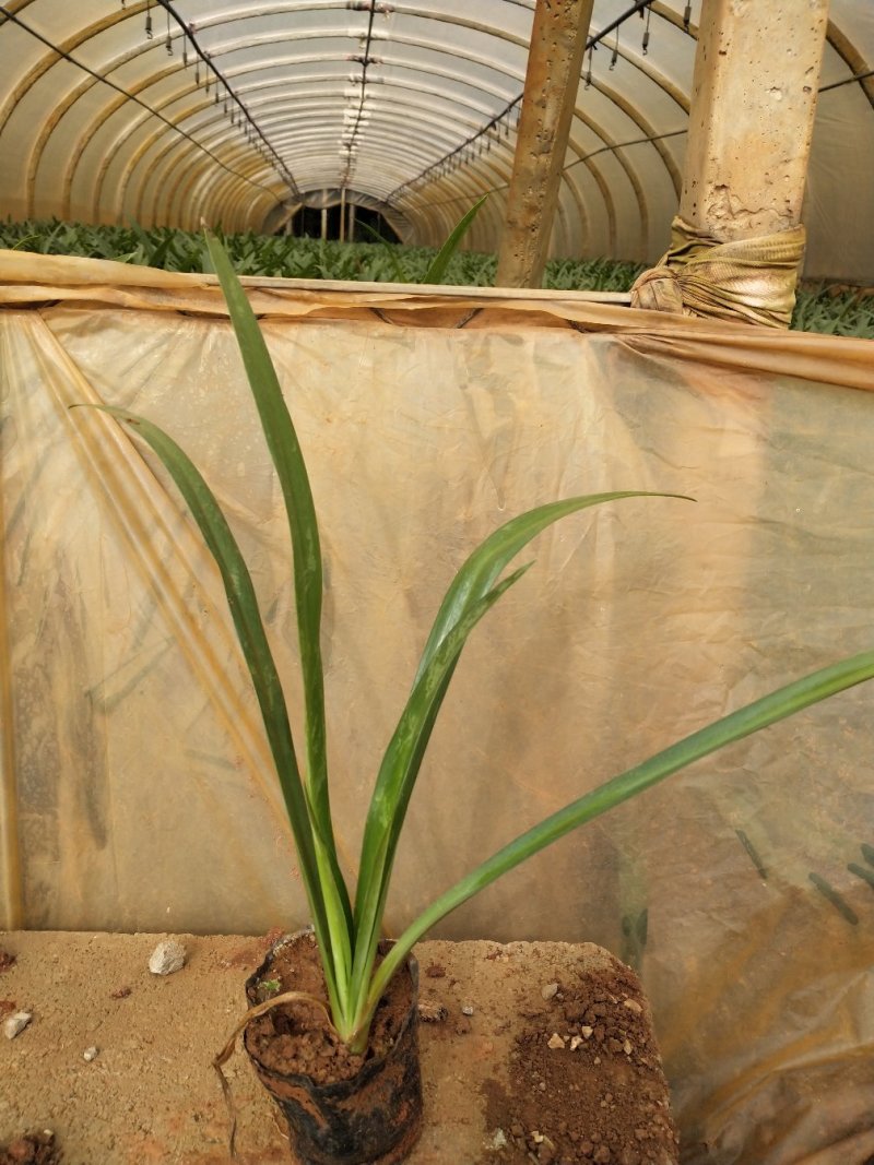 蜘蛛兰/观花植物/绿化苗木