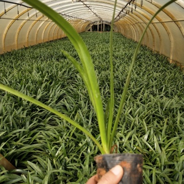 蜘蛛兰/观花植物/绿化苗木
