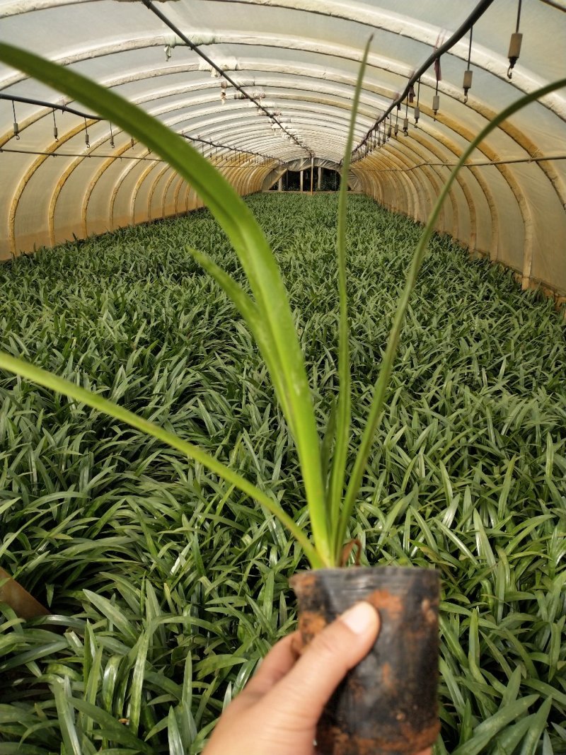 蜘蛛兰/观花植物/绿化苗木
