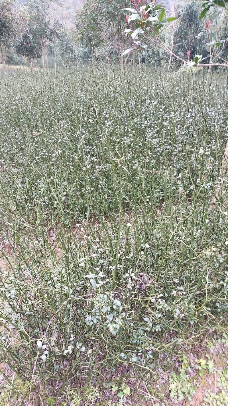 积壳苗，枳壳苗，枸橘苗自家种植全程技术指导坏苗包赔