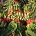红叶香笋，精品窝笋500亩莴笋基地专业种植莴笋种植