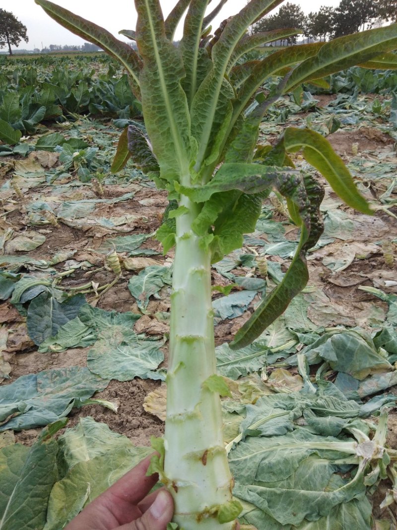 红叶香笋，精品窝笋500亩莴笋基地专业种植莴笋种植